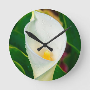 Reloj Redondo Mediano Foto macro botánica de lirio de calla blanco Arte 