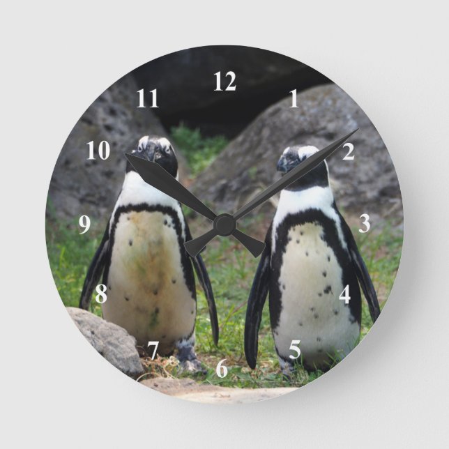 Reloj Redondo Mediano Fotografía de Pingüino de Vida Silvestre (Anverso)