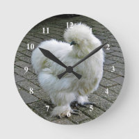 Fotografía de Silkie Blanco Pollo