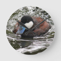 Fotografía del pato de Ruddy