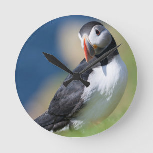 Reloj Redondo Mediano Frailecillo Atlántico (Fratercula Arctica) En Acan