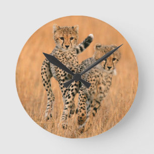 Reloj Redondo Mediano Funcionamiento joven de los guepardos (Acinonyx