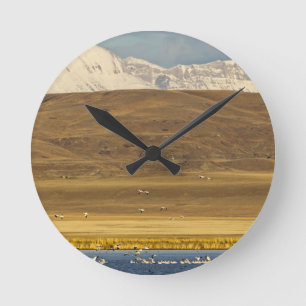 Reloj Redondo Mediano Gansos de nieve durante la migración primaveral