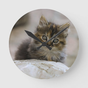 Reloj Redondo Mediano Gato, gato doméstico, animal