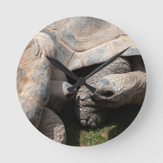 Reloj Redondo Mediano Gigante de Tortoises Art Photography
