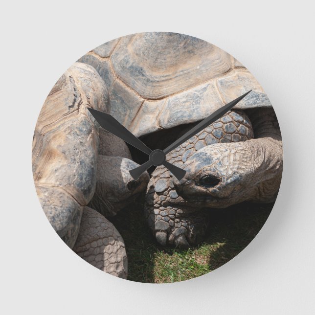 Reloj Redondo Mediano Gigante de Tortoises Art Photography (Anverso)