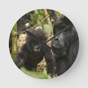 Reloj Redondo Mediano Gorila de montaña, adulto con joven