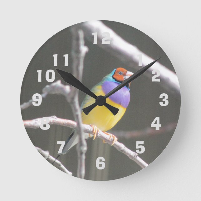 Reloj Redondo Mediano Gouldian finch (Anverso)
