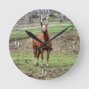 Reloj Redondo Mediano Gracioso Stallion Chestnut Horse Whinning Photo