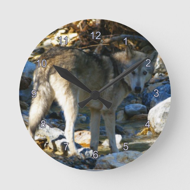 Reloj Redondo Mediano Gray Wolf y Stony Creek Photo Clock (Anverso)