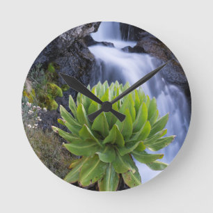 Reloj Redondo Mediano Groundsel gigante o Dendrosenecio 2