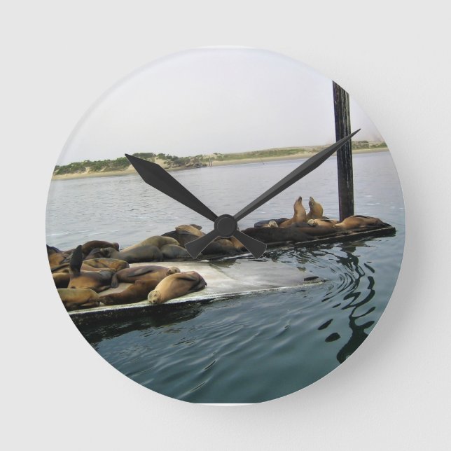 Reloj Redondo Mediano Harbour Seals, Morro Bay, California (Anverso)