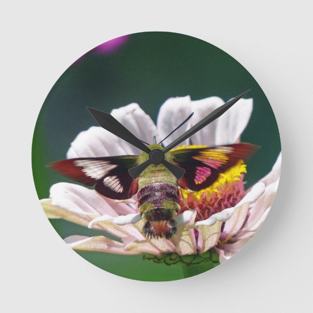 Reloj Redondo Mediano Hummingbird Moth (Anverso)
