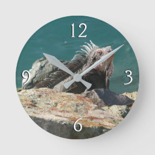 Reloj Redondo Mediano Iguana en Santo Tomás