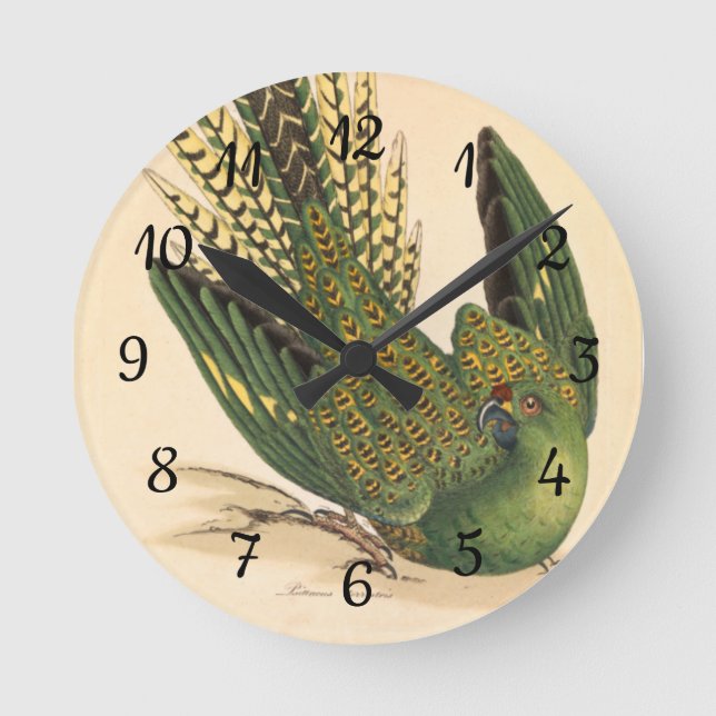 Reloj Redondo Mediano James Sowerby Ground Parrot, Psittacus terrestres (Anverso)