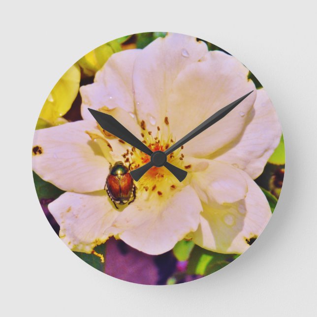 Reloj Redondo Mediano Japanese Beetle on White  Rose (Anverso)