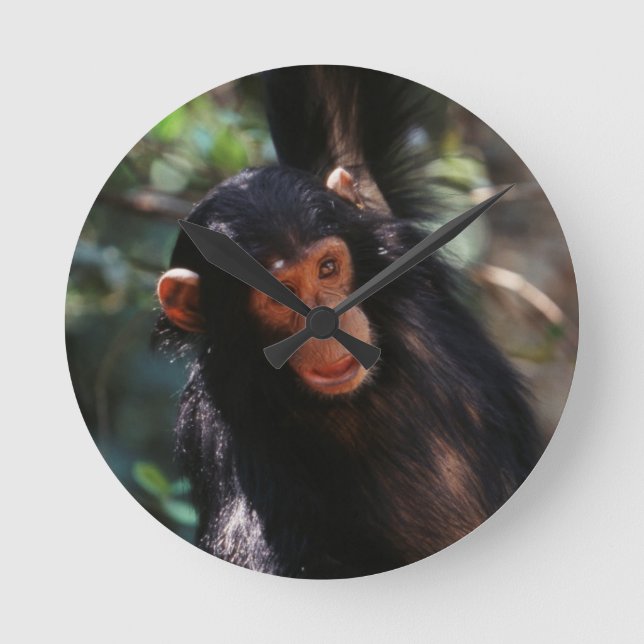 Reloj Redondo Mediano Joven chimpancé (Anverso)