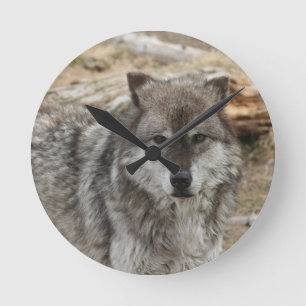 Reloj Redondo Mediano la cara animal del lobo observa el parque canino