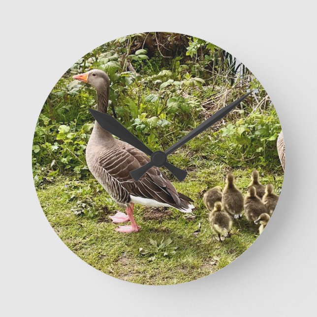 Reloj Redondo Mediano La vida del pato. (Anverso)