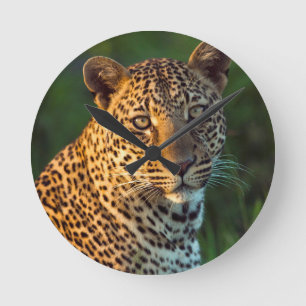 Reloj Redondo Mediano Leopardo masculino (Panthera Pardus) Cub maduro