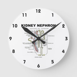 Reloj Redondo Mediano Libro de texto sobre anatomía de Kidney Nephron Gr
