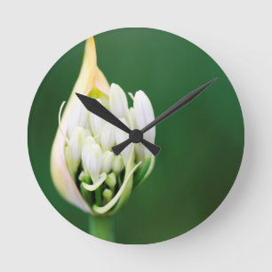 Reloj Redondo Mediano Lily africana, Agapanthus Praecox, Ciudad del Cabo