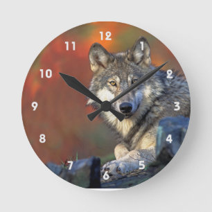 Reloj Redondo Mediano Lobo gris con colores de caída