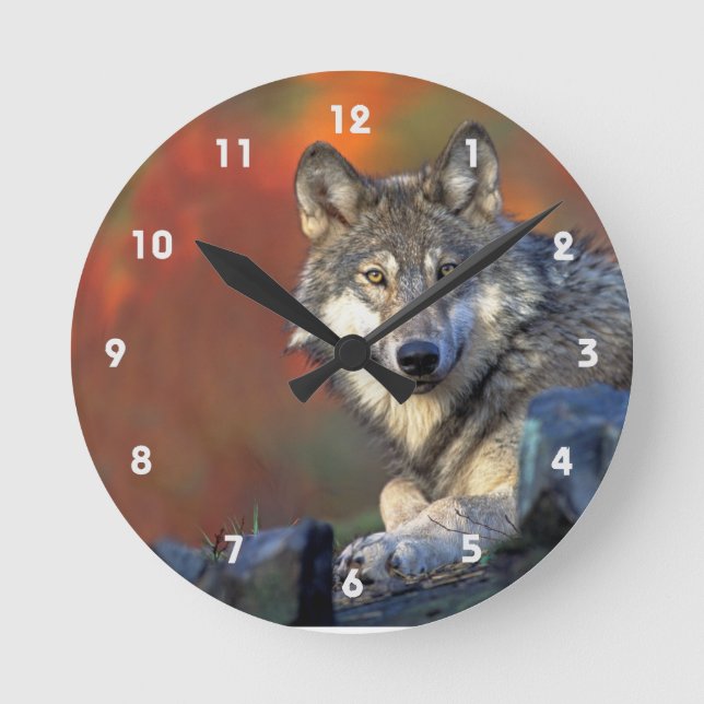 Reloj Redondo Mediano Lobo gris con colores de caída (Anverso)