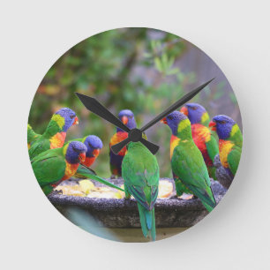 Reloj Redondo Mediano Loros Loros Llorones Arcoíris Coloridos Comiendo