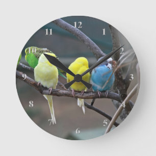 Reloj Redondo Mediano Los Parakeets Budgies repiten mecánicamente a