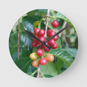 Reloj Redondo Mediano Maduración de cerezas de café Kona, Hawái