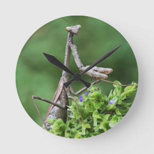 Reloj Redondo Mediano mantis religiosa