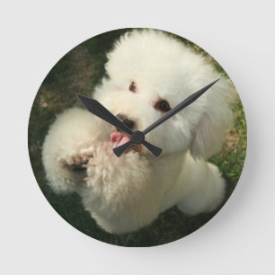 Reloj Redondo Mediano Mascotas, perro, caniche