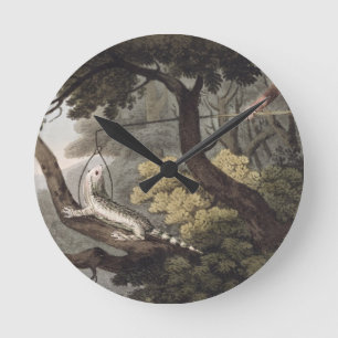 Reloj Redondo Mediano Mexican Lizard Catcher, engraved by Matthew Dubour