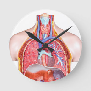 Reloj Redondo Mediano Model internal human body on white background