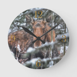 Reloj Redondo Mediano Moose canadiense salvaje en bosque invernal