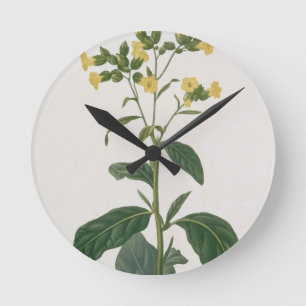 Reloj Redondo Mediano Nicociana de "Phytographie Medicale" por José R