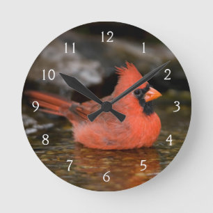 Reloj Redondo Mediano Northern Cardinal male bathing