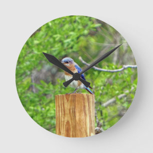 Reloj Redondo Mediano Pájaro azul en una valla