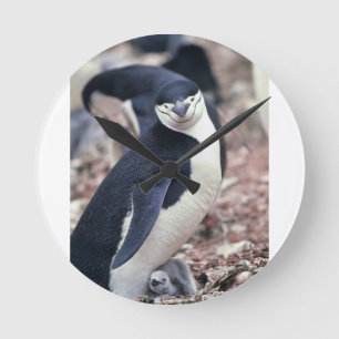 Reloj Redondo Mediano Pájaro pingüino animal morado agua blanca negra