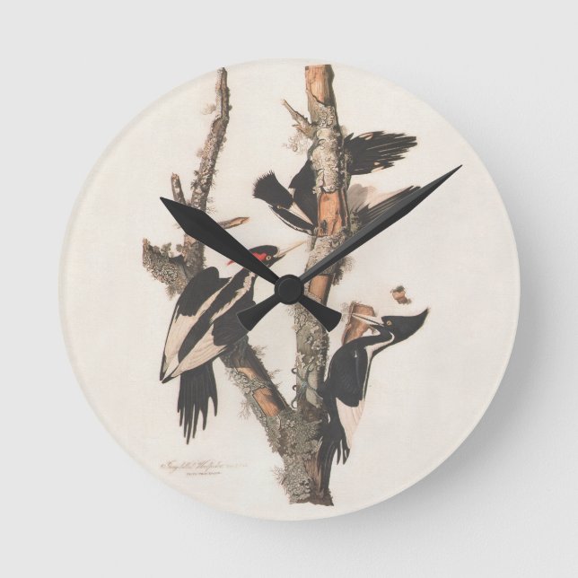Reloj Redondo Mediano Panceta leonera audubon (Anverso)