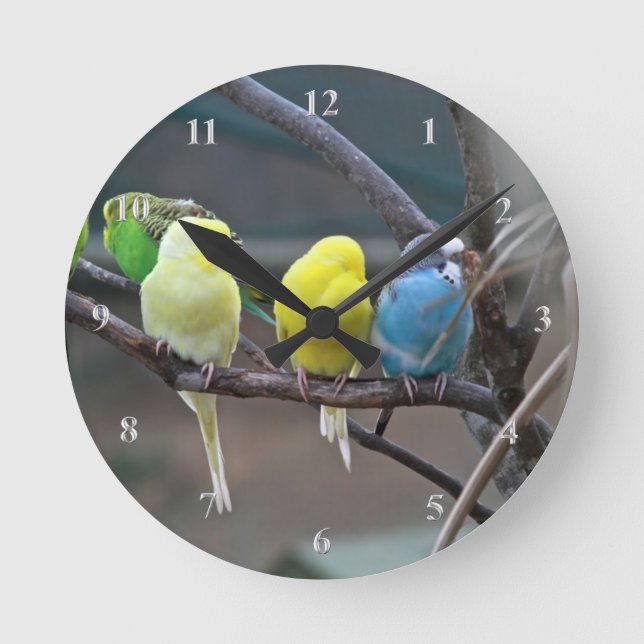 Reloj Redondo Mediano Parakeets Budgies Parrots Birds Bright Bird Avers (Anverso)