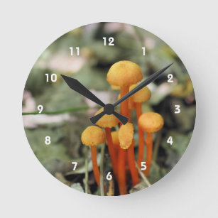 Reloj Redondo Mediano Pequeña naturaleza de hongos Naranjas salvajes