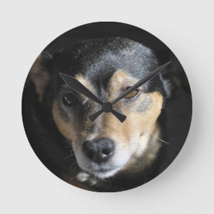 Reloj Redondo Mediano Pequeño perro dulce posando para la cámara