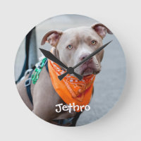 Perro con el pañuelo