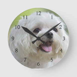 Reloj Redondo Mediano Perro maltés blanco
