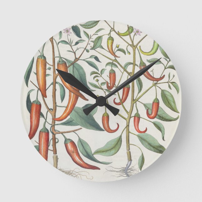 Reloj Redondo Mediano Pimientas: longum del máximo de 1.Piper Indicum; (Anverso)