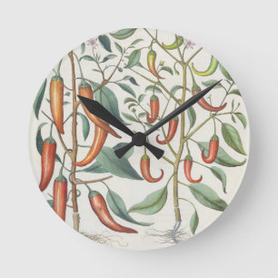 Reloj Redondo Mediano Pimientas: longum del máximo de 1.Piper Indicum;