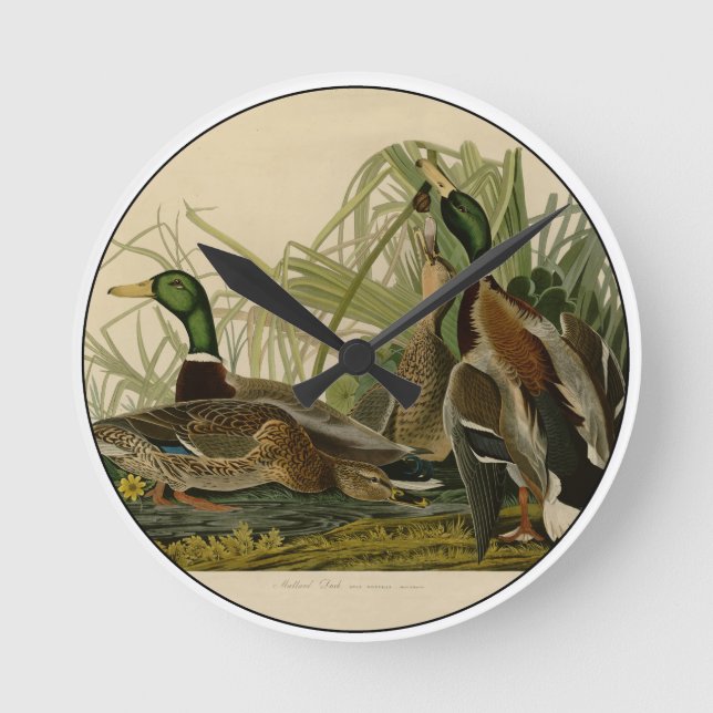 Reloj Redondo Mediano Pintura de pájaro de Mallard Duck Audubon (Anverso)