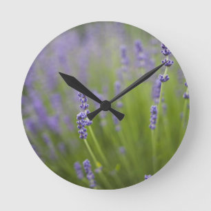 Reloj Redondo Mediano Plantas de lavanda 2
